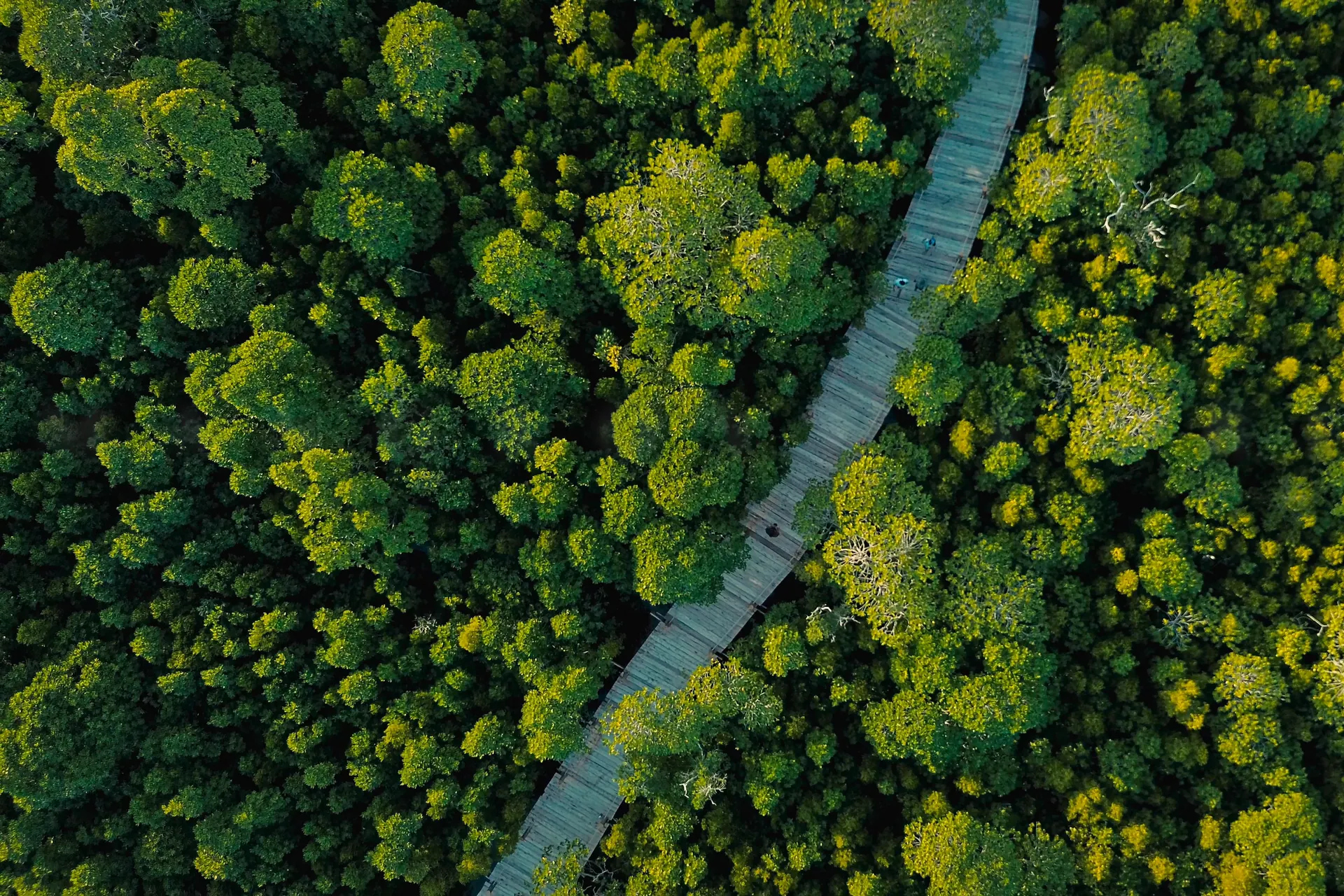 Aerial view of a wooden boardwalk through the mangrove forest